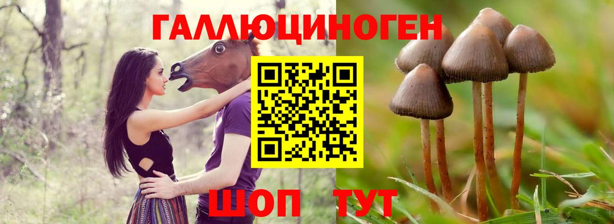 Галлюциногенные грибы ЛСД  Галлюциногенные грибы Psilocybine cubensis  Баксан  Вход с VPN 
